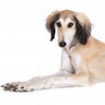 1629944285 278 Saluki