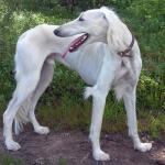 1629944285 562 Saluki