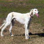 1629944285 79 Saluki