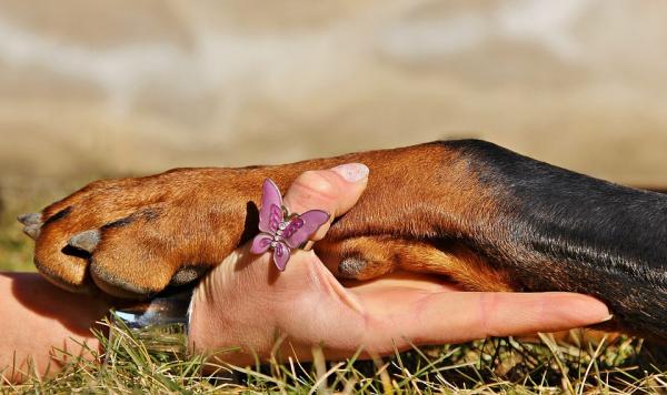 Onko dobermanni vaarallinen koira?  - Onko Dobermanni vaarallinen koira?