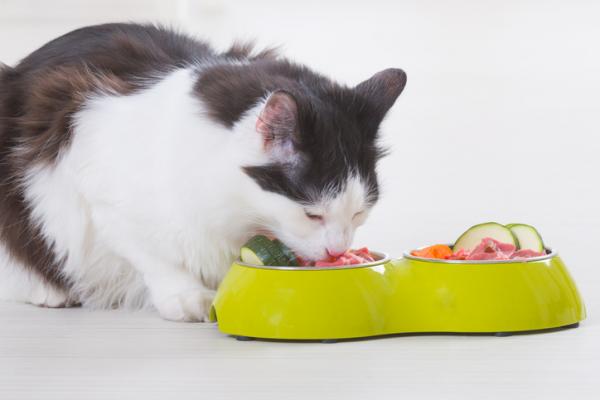 Voivatko kissat syödä raakaa kanaa?  - Varotoimet, kun tarjoat raakaa kanaa kissoille 