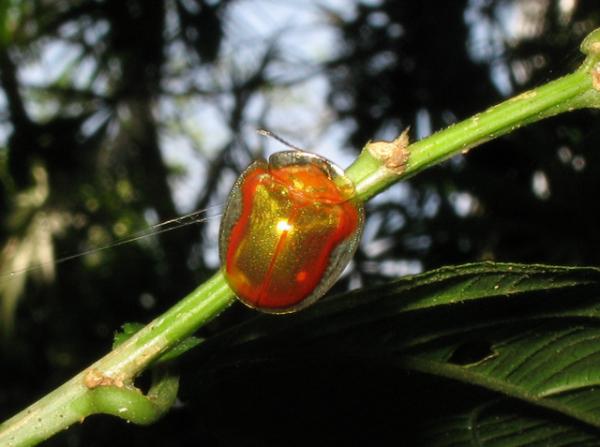 10 harvinaista hyönteistä maailmassa - 2. Kilpikonnakuoriainen (Charidotella egregia)