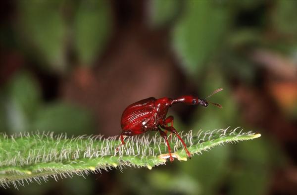 10 harvinaista hyönteistä maailmassa - 3. Kirahviherukka (Trachelophorus giraffa)