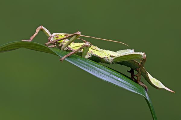 10 maailman harvinaista hyönteistä - 1. Malesian tikkuhyönteinen (Heteropteryx dilatata)