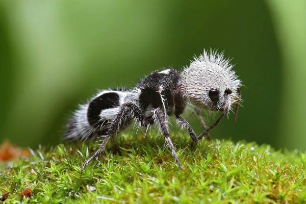 10 harvinaista hyönteistä maailmassa - 3. Panda muurahainen (Euspinolia militaris)