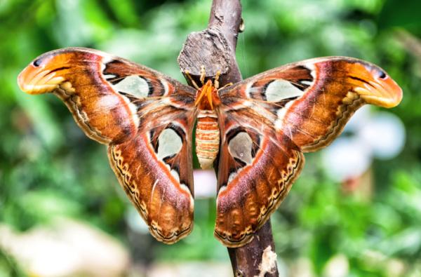 10 harvinaista hyönteistä maailmassa - 5. Atlas -perhonen (Attacus atlas)