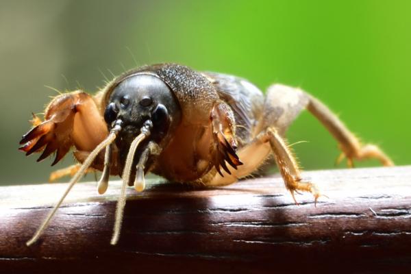 10 harvinaista hyönteistä maailmassa - 8. Ruohosipuli (Gryllotalpa gryllotalpa)