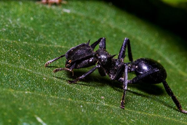 10 maailman harvinaista hyönteistä - 9. Puu muurahainen (Cephalotes atratus)