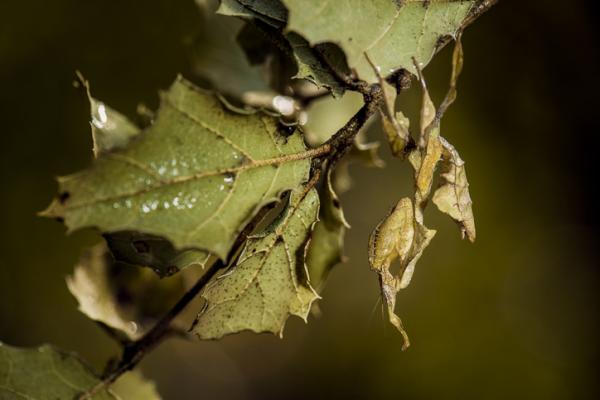 10 harvinaista hyönteistä maailmassa - 10. Ghost mantis (Phyllo -purjehdusparadoksi)