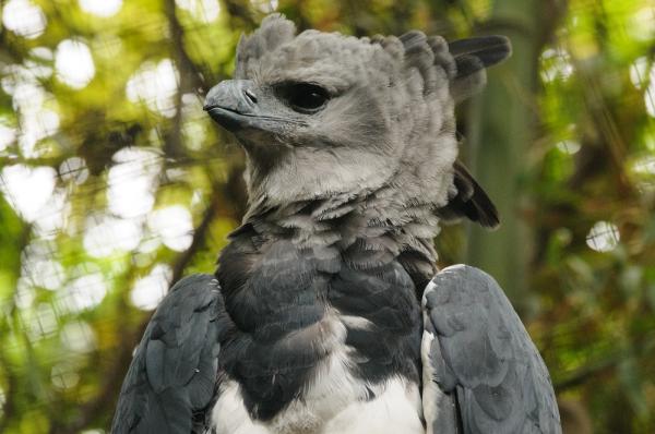 Panaman 12 uhanalaisinta eläintä - 9. Harpy Eagle