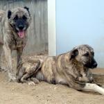 1629987134 334 Kangal