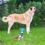 1629987134 373 Kangal