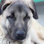 1629987134 385 Kangal