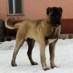 1629987134 44 Kangal