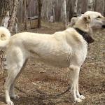 1629987134 532 Kangal