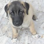 1629987134 595 Kangal