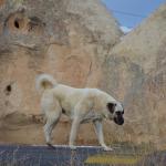 1629987134 791 Kangal