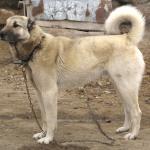 1629987134 935 Kangal