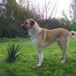 1629987134 94 Kangal