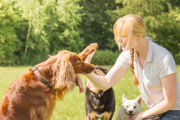 Bordercollie jättää minut huomiotta - mitä voin tehdä, jos hän ei sivuuta minua?