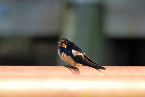 Vaeltavat linnut - 1. Barn Swallow