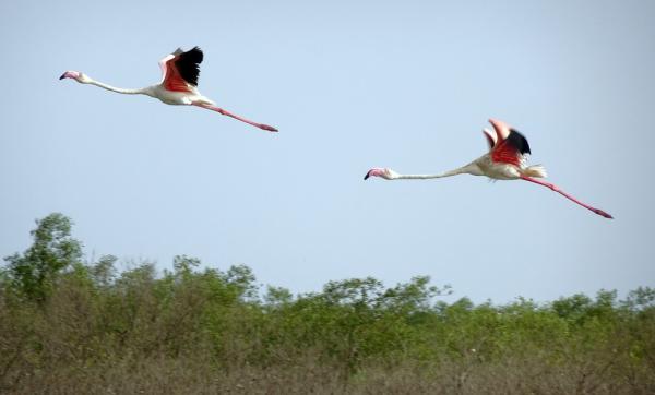 Vaeltavat linnut - 4. Yleinen flamingo 