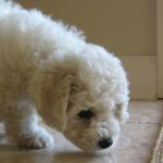 1630004376 206 Bichon frise