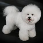 1630004376 308 Bichon frise