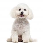 1630004376 732 Bichon frise