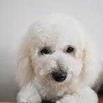 1630004376 900 Bichon frise