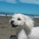 1630004376 920 Bichon frise