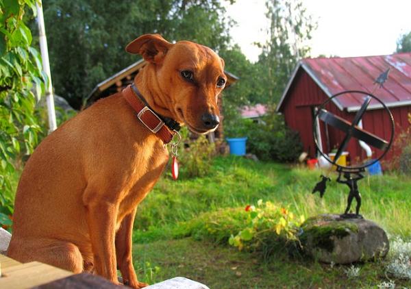 5 asiaa, joita koirasi sanoo sinusta - Kuinka koirasi pääsi kotiin?