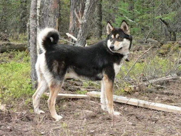 Venäläiset koirarodut - 2. Venäjän Laika -koirat