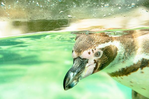 Pingviinin ruokinta - Mitä pingviinit syövät?