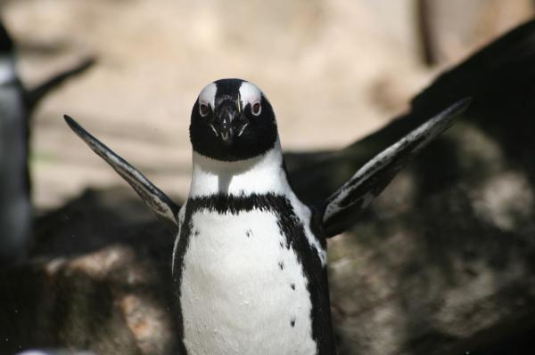 Pingviinin ruokinta - Pingviini, eläin, joka on suojattava