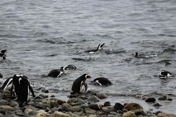 Pingviinien ruokinta - Kuinka pingviinit metsästävät?