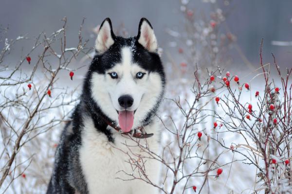 Husky -tyypit, onko niitä todella olemassa?  - Huskin ominaisuudet