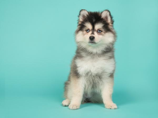 Husky -tyypit, onko niitä todella olemassa?  - 4. Pomsky