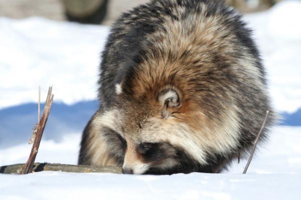 Pesukarhu lemmikkinä - Tanuki, talvehtiva koira