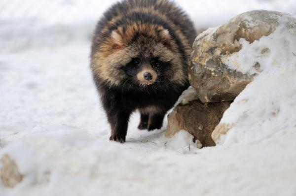 Pesukarhu lemmikkinä - Wild Tanukin tavat