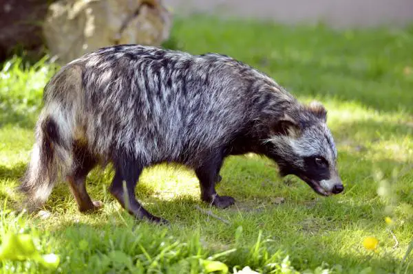 Pesukarhu lemmikkinä - lemmikkieläinten tanuki