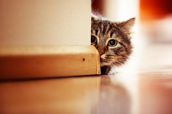 Kissan hyperesteesia - oireet ja hoito - Mikä on kissan hyperesteesia?
