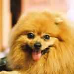 1630058525 229 Pomeranian