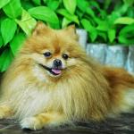 1630058525 338 Pomeranian