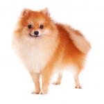 1630058525 350 Pomeranian