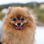 1630058525 466 Pomeranian