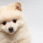 1630058525 576 Pomeranian