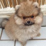 1630058525 975 Pomeranian