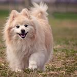 1630058526 347 Pomeranian