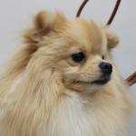 1630058526 52 Pomeranian